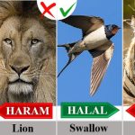 Hewan yang Haram dalam Al-Qur’an Hewan yang haram dalam al quran