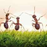 Kisah hewan nabi dan rosul