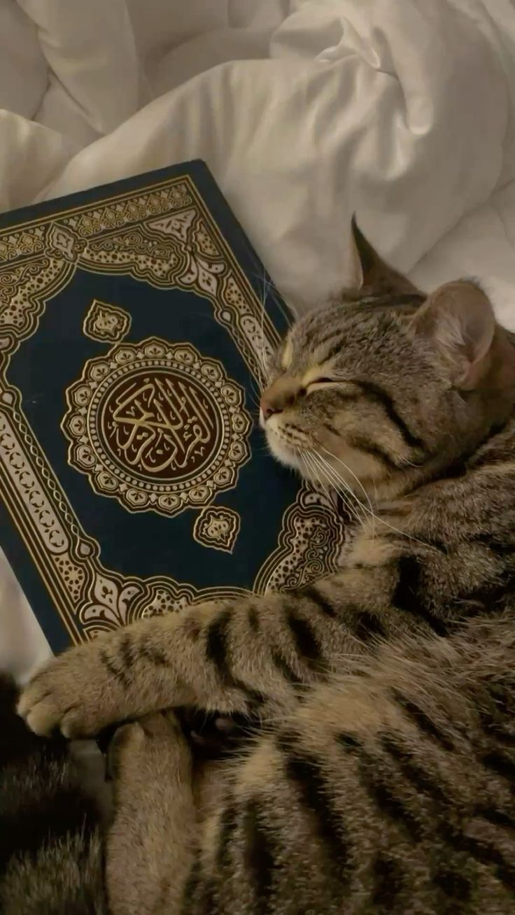 Sabarnya rosul dalam menghadapi fitnah