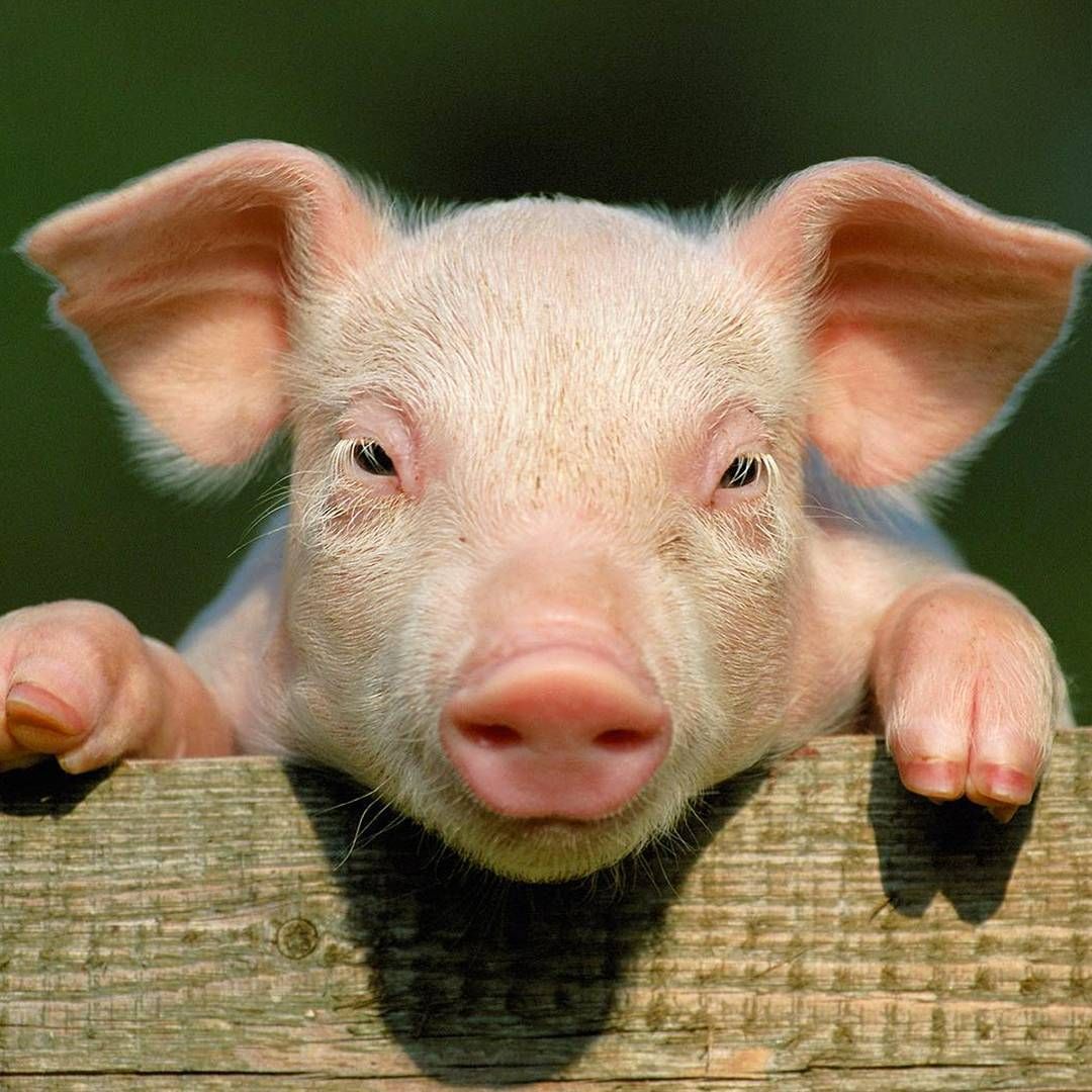 Hewan yang dilarang dipelihara dalam islam