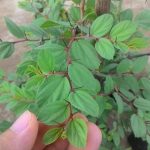 Rekomendasi pohon yang ditanam dalam islam