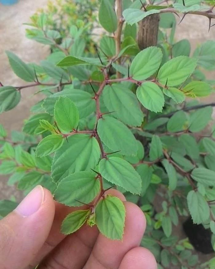 Rekomendasi pohon yang ditanam dalam islam